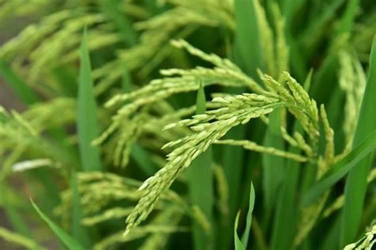 水稻钾肥什么时候施 水稻什么时候施钾肥