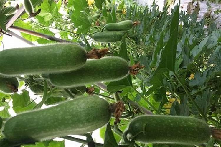 蔬菜缺磷症有哪些防治方法？