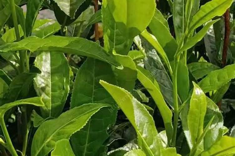 遂昌哪里有金香玉茶叶苗岀售？