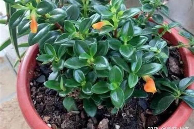 茶花有花苞后怎么养护