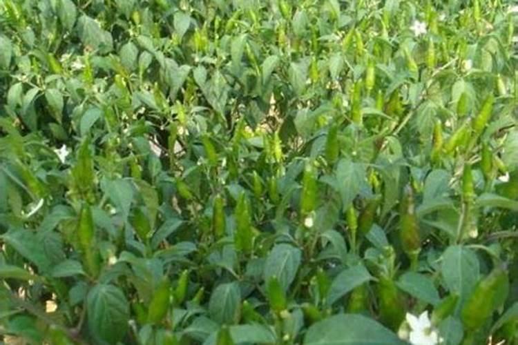 辣椒开花施什么肥适合 可以施加氮肥吗