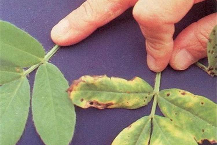 缺少氮磷钾肥分别有什么现象