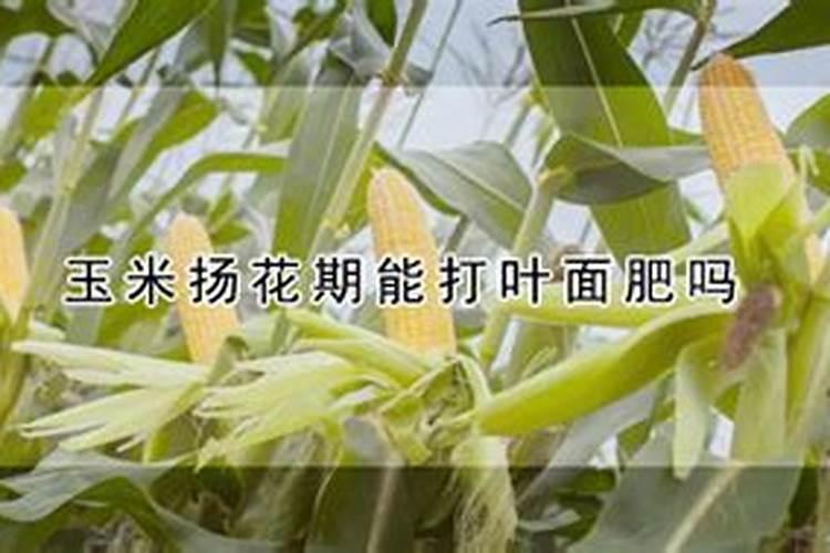 玉米晚苗喷什么叶面肥能促使早熟