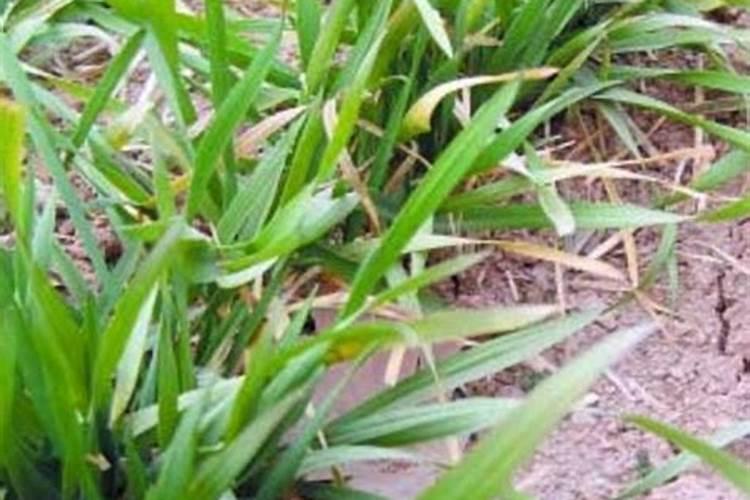 小麦冻害后的补救措施