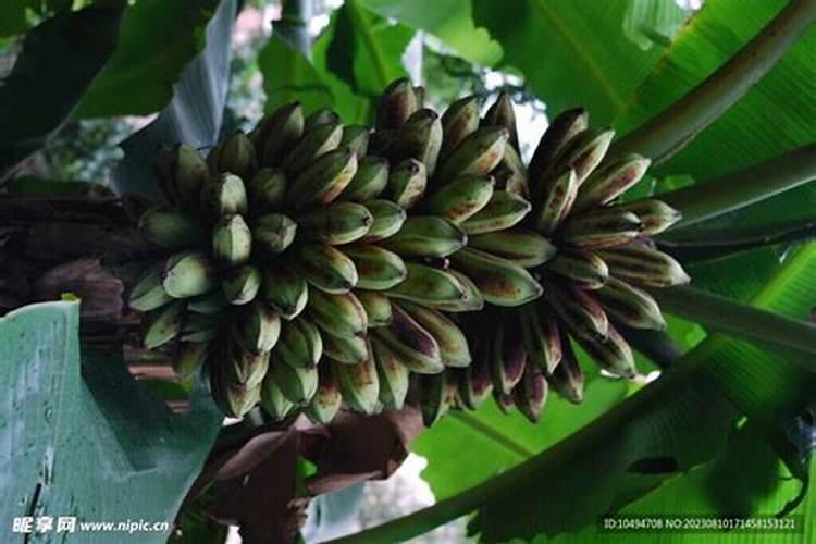 香蕉一般施什么肥