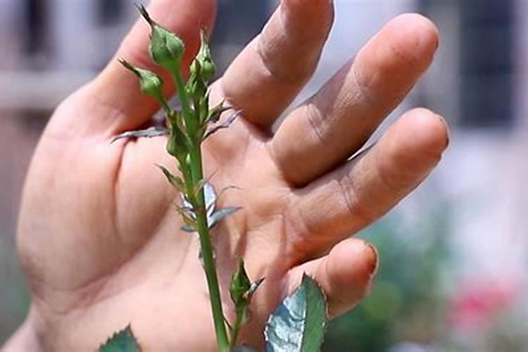 月季长花苞后怎么施肥 花蕾期施什么肥