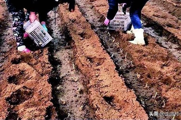 种土豆的方法,用什么底肥最好