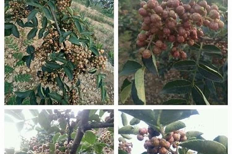 花椒树七月份如何管理修剪