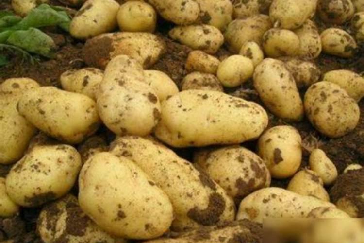 种土豆用什么肥料