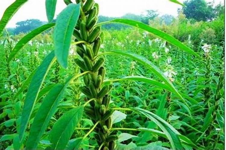 适合芝麻的肥料种类主要有几种？