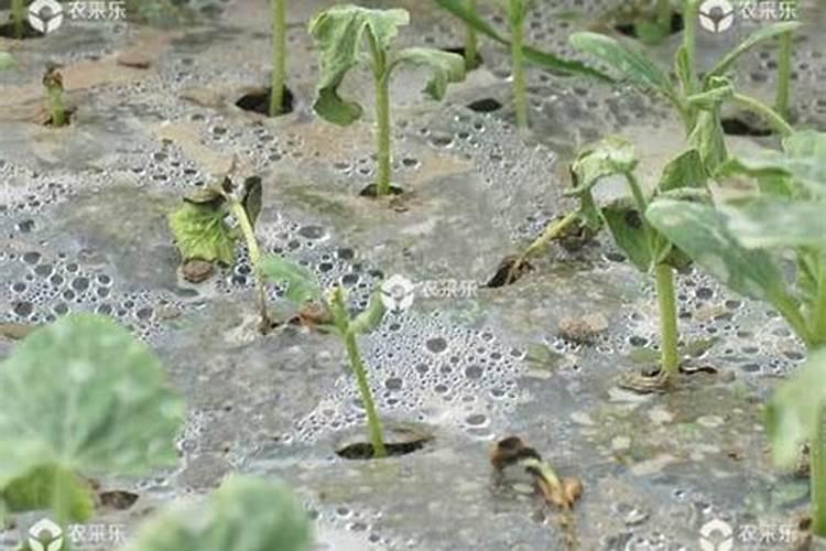 西瓜专用叶面肥有哪些