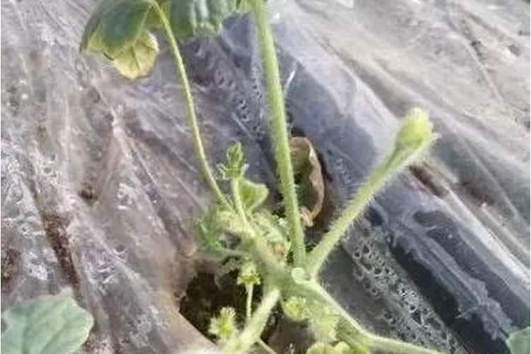 磷酸二氢钾在西瓜的使用方法