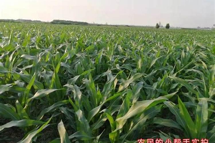 玉米从播种到成熟需要追肥几次