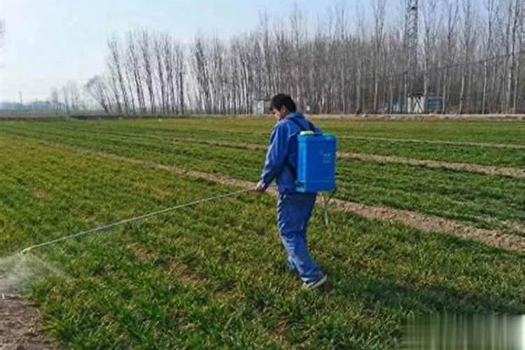 春季小麦施什么肥合适(开春小麦主要上什么肥料为主)