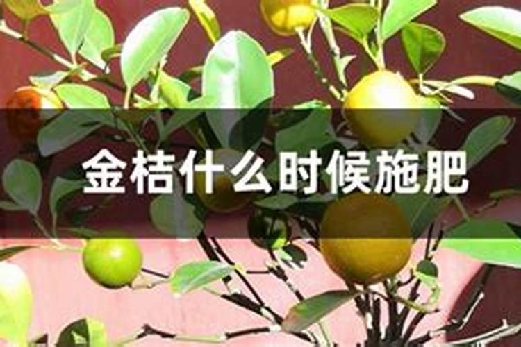 金桔树施肥时间和方法