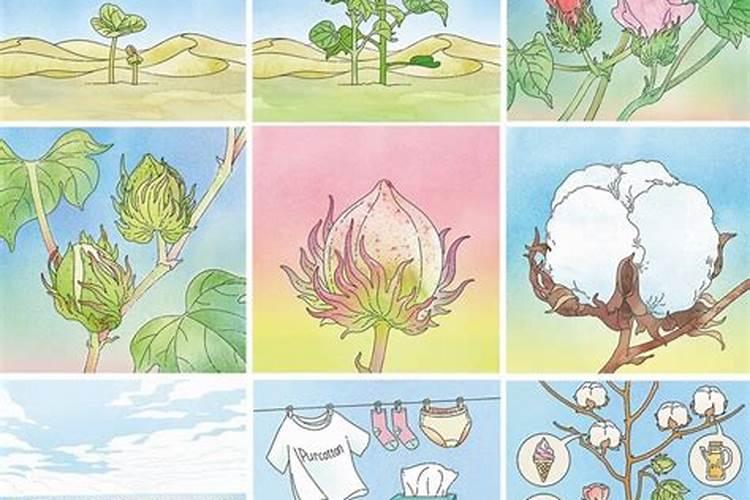 棉花磷肥的作用