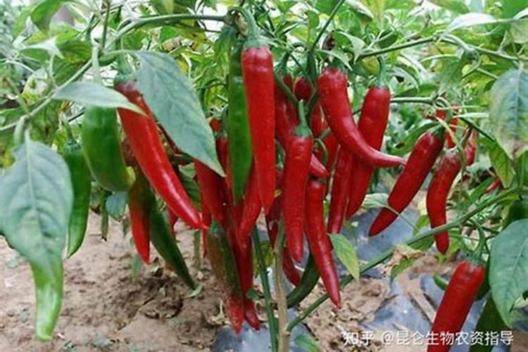 辣椒在前期冲高钾肥好还是冲平衡肥好？