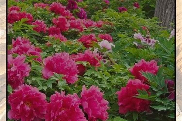 牡丹开花前怎么施肥