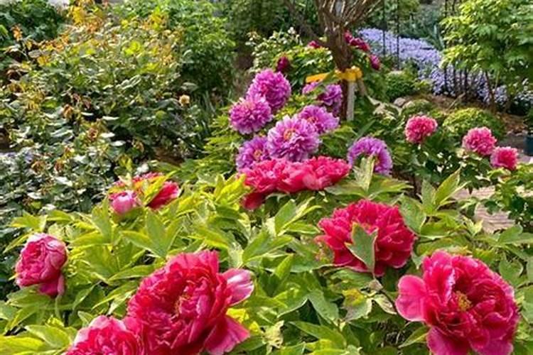 牡丹花没开花之前怎么施肥