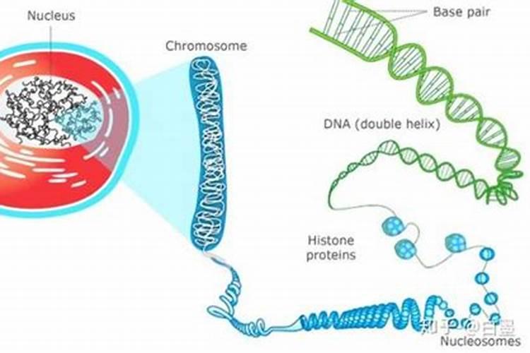 蛋白质有哪些,怎么分别