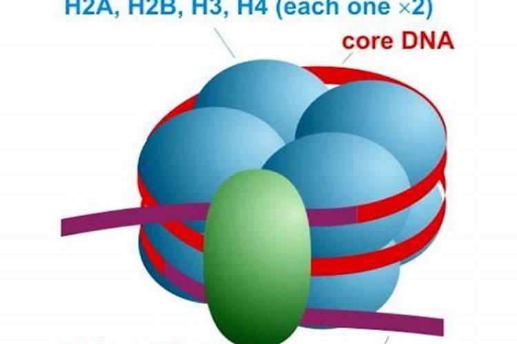 精子核蛋白是什么意思