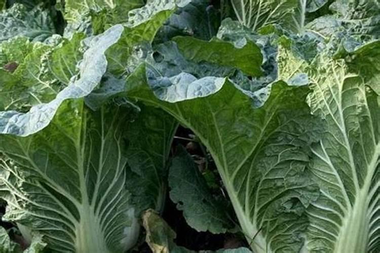 大白菜追肥用什么肥料好