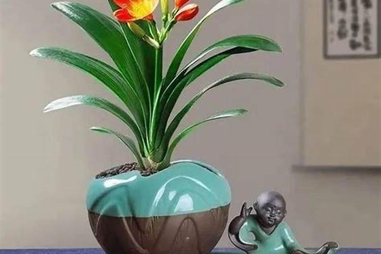 君子兰用磷肥,我用杀鱼下水泡制,在室外要几天才能发酵好。