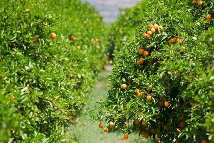 桔子树冬天怎么养护