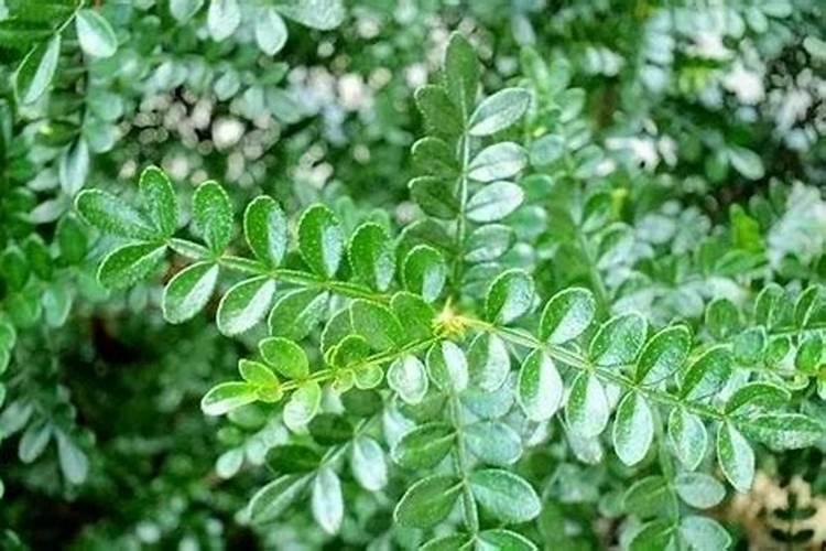 胡椒木盆栽的养殖方法和注意事项