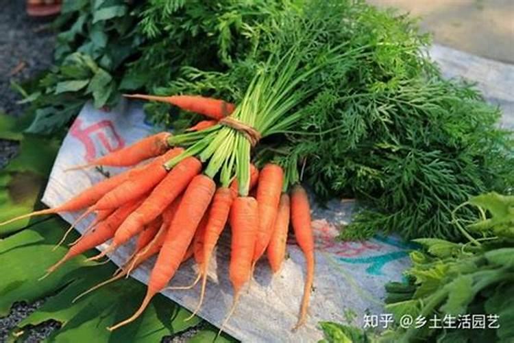 胡萝卜苗期追加什么肥