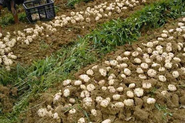 大蒜生根肥料用哪种的效果好？矿源黄腐酸钾含腐殖酸水溶肥？