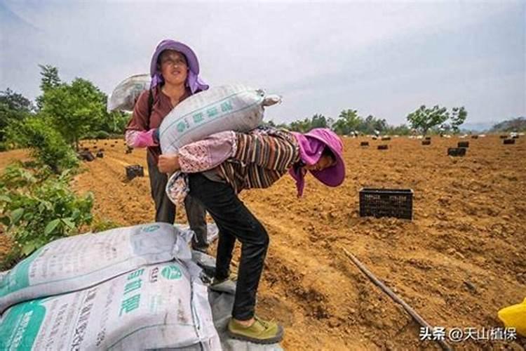 玉树施什么肥好 三种肥料推荐