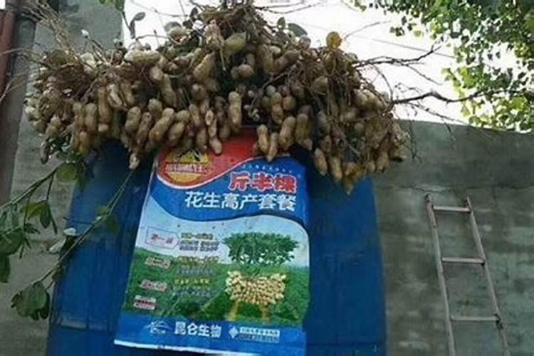 花生肤水肥兑水多少合适