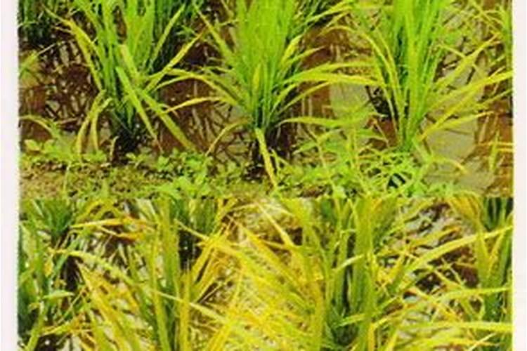 水稻叶尖发黄是什么病