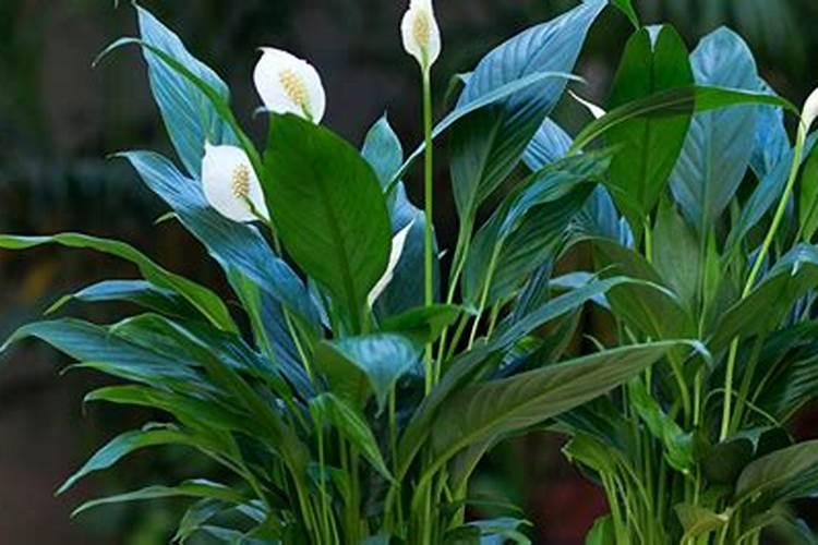 白掌施什么肥开花