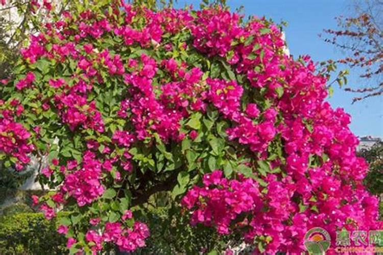 花卉专用肥都有哪些