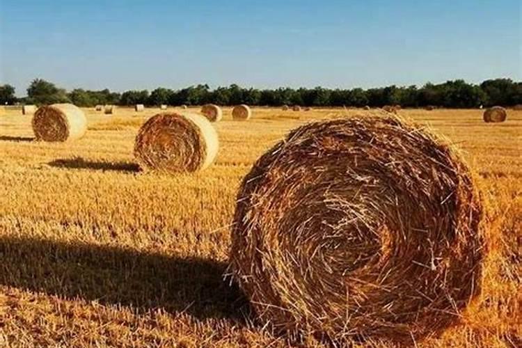 焚烧秸秆的好处与坏处