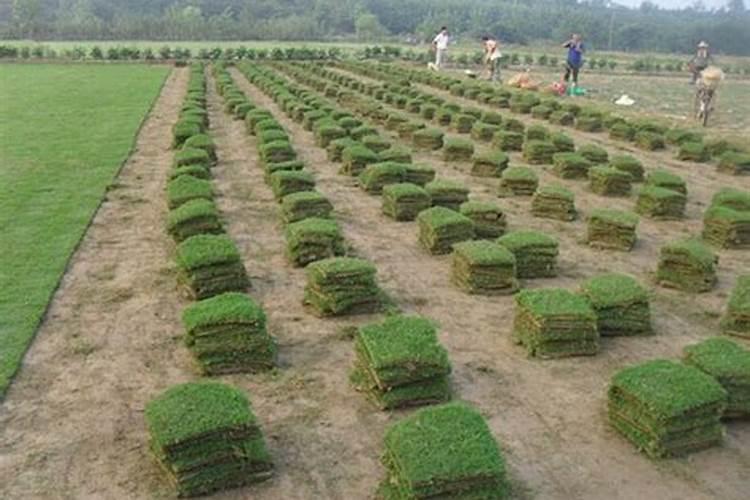 马尼拉草坪的修剪与施肥