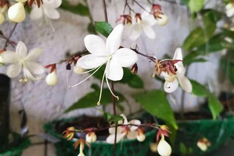 植物养护l仙气飘飘的垂丝茉莉