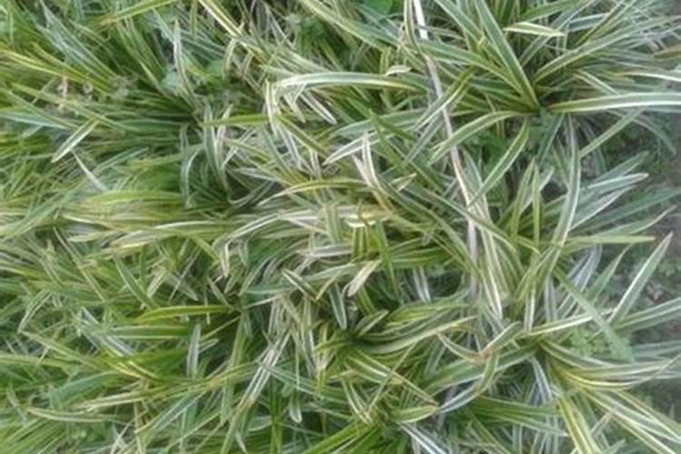 为啥我种的白皮松刚出来就慢死呢