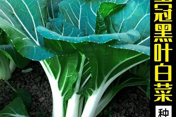 芽苗菜发芽需要什么条件