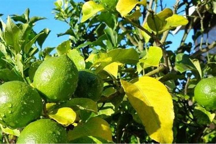柠檬树补什么肥料最好