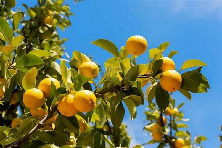 怎么施肥能够提高柠檬树的产量？