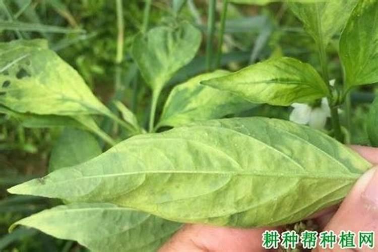 辣椒用什么叶面肥长势旺？用什么水溶肥提高产量？