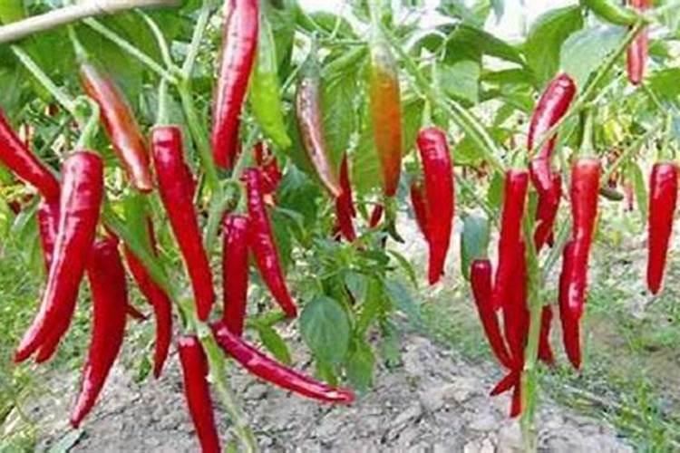 阳台种辣椒需要施肥吗
