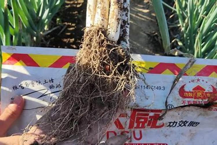 生姜大葱施肥方法及时间 生姜大葱如何施肥