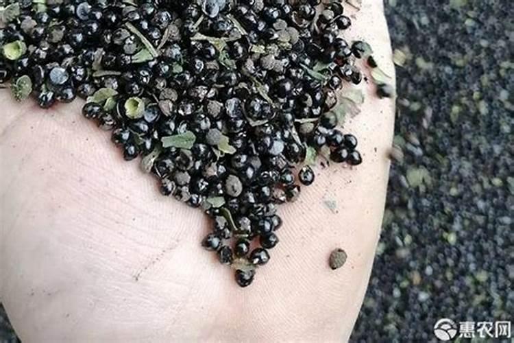 想要花椒的出芽率更高一些,花椒籽要怎么处理呢？