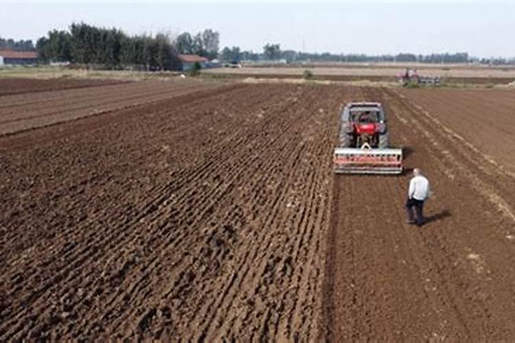 小麦施肥的几个技巧