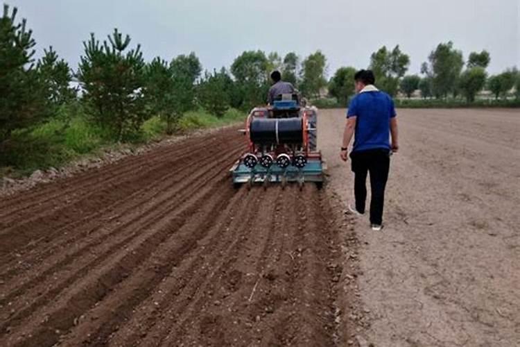 小麦孕穗期可以施肥吗 怎么增施能增产