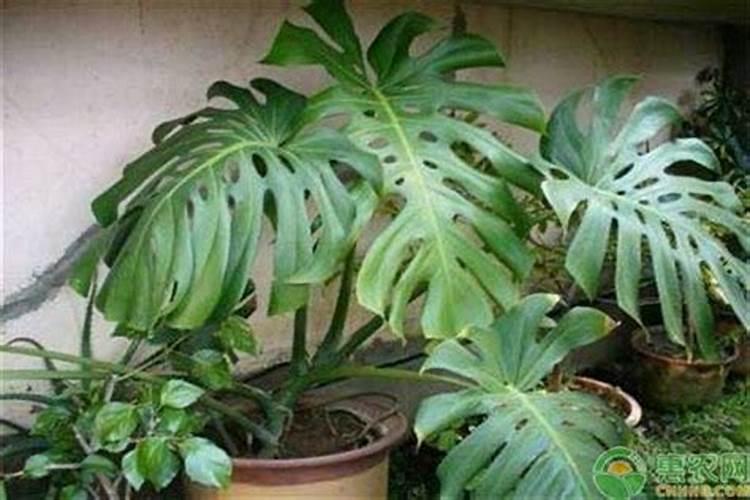 龟背竹施什么肥好,龟背竹施氮磷钾肥最好